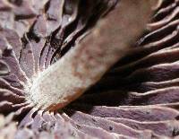 Psilocybe neoxalapensis image
