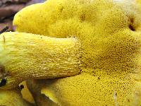 Retiboletus ornatipes image