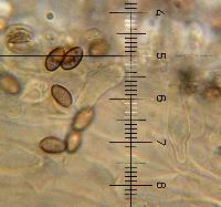 Psilocybe muliercula image