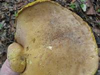 Retiboletus ornatipes image