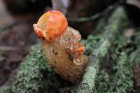 Calostoma cinnabarinum image