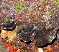 Trametes versicolor image