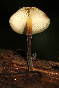 Xeromphalina tenuipes image