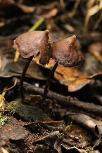 Psilocybe banderillensis image