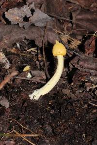 Entoloma murrayi image