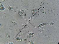 Hypomyces hyalinus image