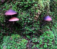 Psilocybe zapotecorum image