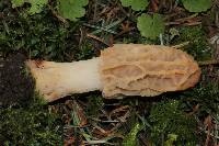 Morchella rufobrunnea image