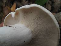 Lactarius piperatus image