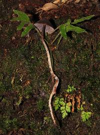 Psilocybe neoxalapensis image