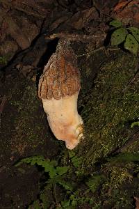 Morchella rufobrunnea image