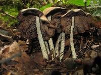 Psilocybe zapotecorum image