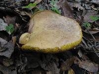 Retiboletus ornatipes image