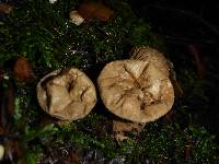 Lycoperdon perlatum image