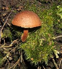 Boletellus chrysenteroides image