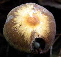 Psilocybe zapotecorum image