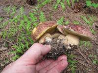 Boletus rex-veris image