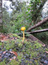 Pulveroboletus curtisii image