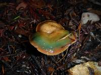 Lactarius deliciosus image