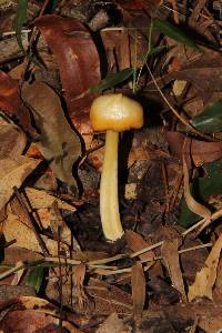 Entoloma murrayi image