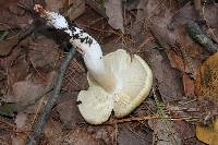 Tricholoma saponaceum image