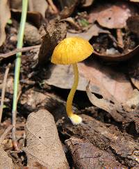 Pluteus chrysophlebius image