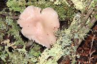 Hygrocybe calyptriformis var. calyptriformis image