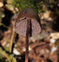 Psilocybe neoxalapensis image