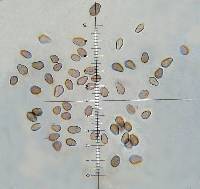 Psilocybe hoogshagenii image
