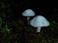 Hygrophorus eburneus image