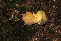 Retiboletus flavoniger image