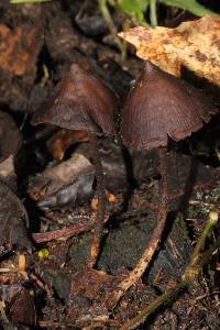 Psilocybe banderillensis image