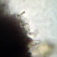 Psilocybe zapotecorum image