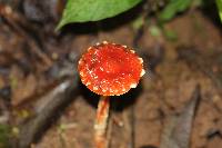 Leratiomyces ceres image