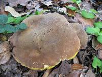 Retiboletus ornatipes image