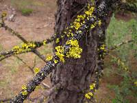 Vulpicida canadensis image