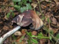 Psilocybe zapotecorum image