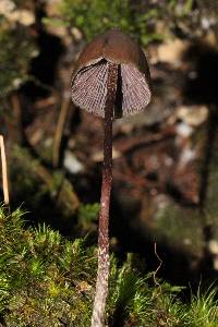 Psilocybe neoxalapensis image