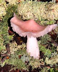 Hygrocybe calyptriformis var. calyptriformis image