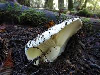 Russula brevipes image