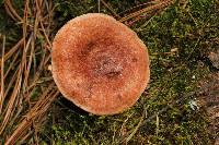 Lactarius vinaceorufescens image