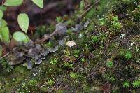 Peltigera neopolydactyla image