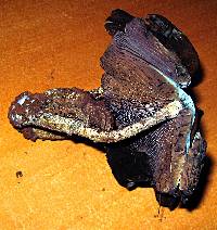 Psilocybe zapotecorum image