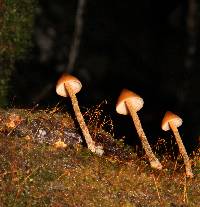 Psilocybe yungensis image