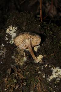 Tricholoma terreum image