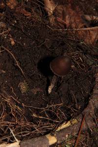 Psilocybe neoxalapensis image