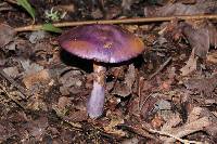 Cortinarius archeri image