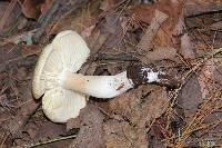 Tricholoma saponaceum image