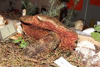 Boletus michoacanus image