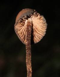 Psilocybe heimii image